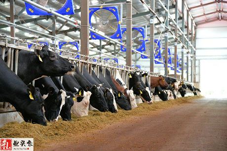 牛奶市场供需及价格走势预测分析:预计三季度乳制品价格维持高位..