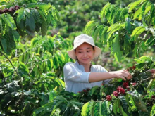 雀巢最新逾72亿元加持咖啡,还想让云南咖啡加速“出海”