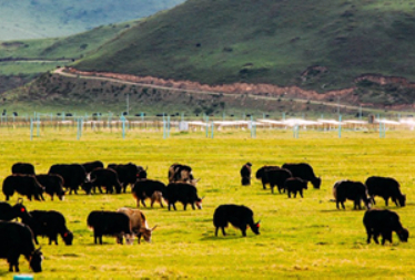 投资4.5亿元,青藏高原世界牦牛奶婴幼儿奶粉基地项目开工