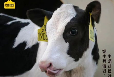 逃出伊利、蒙牛围堵，认养一头牛年入25亿即将上市
