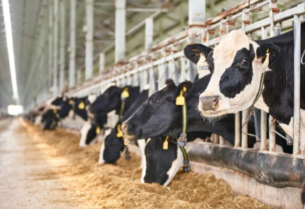 突围微信生态，认养一头牛“养成”了一套方法论