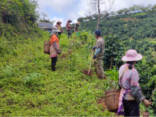 雀巢计划于2026年前在云南种植和培育130万棵树,助力实现净零目标