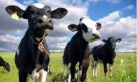 【重磅】中国乳业要翻身？现在的牛、奶竟然”长”这样…
