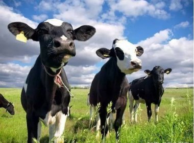 【重磅】中国乳业要翻身？现在的牛、奶竟然”长”这样…