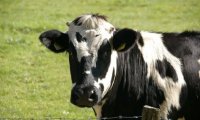 中国乳制品进口需求仍然强劲，《OECD-FAO农业展望报告2022-2031》发布