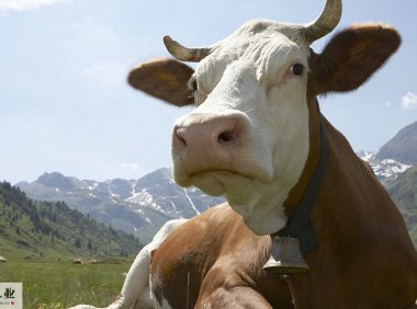 中国奶业贸易月报2022年03月