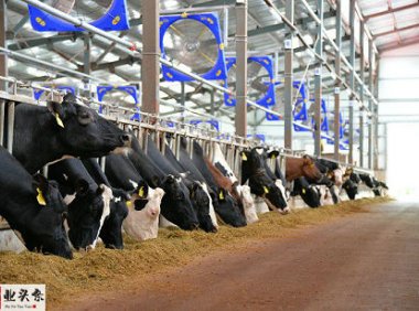 牛奶市场供需及价格走势预测分析：预计三季度乳制品价格维持高位..