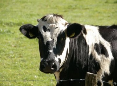 中国乳制品进口需求仍然强劲，《OECD-FAO农业展望报告2022-2031》发布