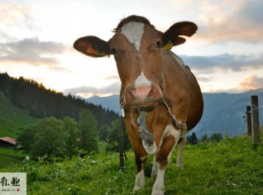 乳制品行业2021年生产经营情况及2022年工作重点..