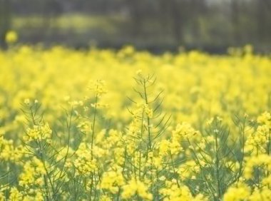 菜籽油新国标5月1日正式实施,引领行业健康发展