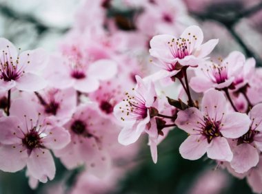 重磅 | 关山樱花、吡咯并喹啉醌二钠盐获批新食品原料！