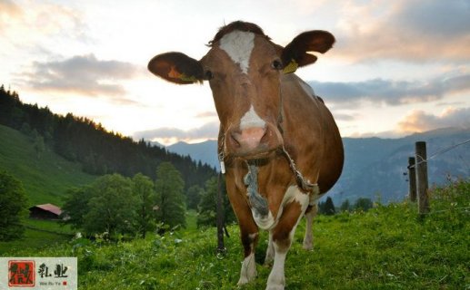 乳制品行业2021年生产经营情况及2022年工作重点..