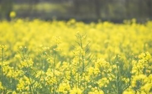 菜籽油新国标5月1日正式实施，引领行业健康发展