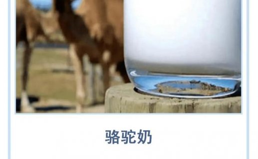 驼乳含量的竞争“卷”起来了，某一品牌宣称驼奶含量大于99.99%
