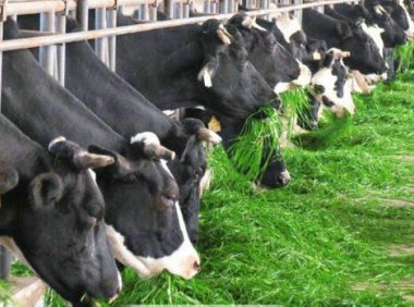 乳制品市场(12月12日-12月18日):脱脂奶粉价格环比小幅上涨..