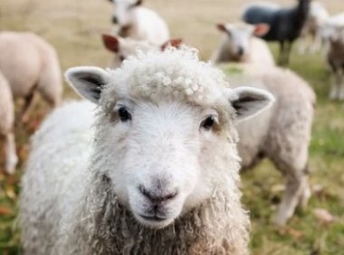 研究110款羊奶粉价格，我们发现了太多……